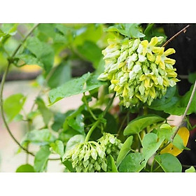 Cây hoa thiên lý,cây giống nhỏ