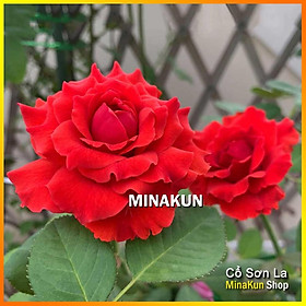 Hoa hồng cổ Sơn La đỏ nhung cực đẹp (leo) - MinaKun Shop