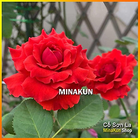 Mua Hoa hồng cổ Sơn La đỏ nhung cực đẹp (leo) - MinaKun Shop
