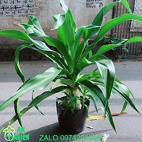 Mua Cây Đại Tướng Quân Cao 1m