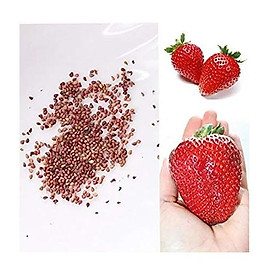Mua 100 hạt giống dâu tây đỏ quả to hàng Chính Hãng chịu nhiệt của Nhật