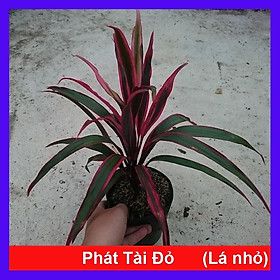 Hình ảnh Cây Phát Tài Đỏ (lá nhỏ) - cây cảnh phong thủy để bàn