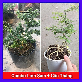 Combo linh sam cần thăng + tặng phân bón  Combo 2 cây bonsai