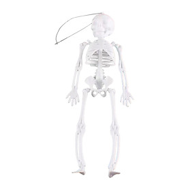 Halloween Skeleton Decoration Lifelike Skeleton Model Full Body Skeletons with Movable Joints for Haunted House Festival