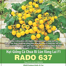 Hạt Giống Cà Chua Bi Lùn Vàng Rado 637 Gói 0.1g Rạng Đông - Quả tròn, nhỏ, màu vàng, mọc thành từng chùm rất đẹp Cây lùn