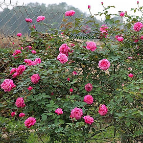 Mua COMBO 3 CÂY GIỐNG Hoa hồng cổ Sapa – Hoa hồng rực rỡ xứ Tây Bắc 