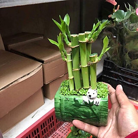 Mua Chậu trúc Phú Quý Gấu Trúc