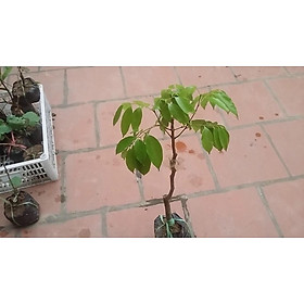 Cây vải thiều hạt lép, cây vải thiều hạt lép, đặc sản tạo thương hiệu cam kết chất lượng