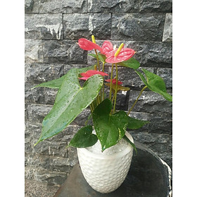Chậu hồng môn