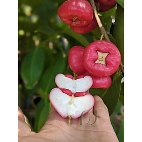 Mua Cây Giống Mận Hồng Đào Huyết Không Hạt (siêu sớm)