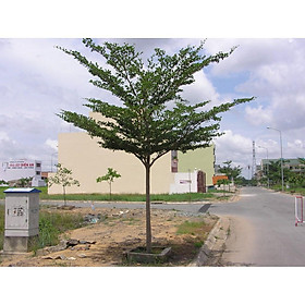 Mua CÂY GIỐNG BÀNG ĐÀI LOAN- SIZE LỚN