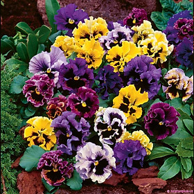 Hạt giống hoa Pansy - cánh bướm