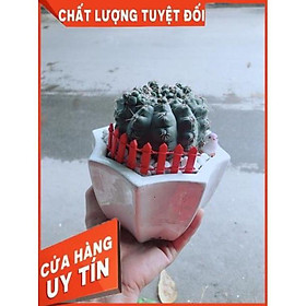 Chậu Xương Rồng Thần Long Có Trang Trí