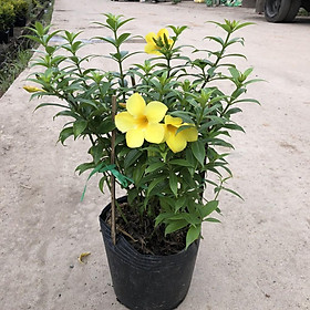 Mua Cây chuông vàng ( Huỳnh anh đứng ) Chiều cao 30-35cm tán sum suê hoa nở đẹp bắt mắt  thích hợp trang trí sân vườn