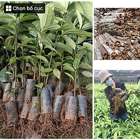 Cây quế giống , Cây cao 50-60cm bầu nhiều rễ sống 100%