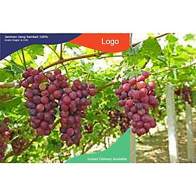 CÂY GIỐNG NHO DỎ NINH THUẬN CHUẨN GỐC, SIÊU QUẢ , SIÊU NGON, SIÊU KINH TẾ, CAM KẾT GIỐNG CHUẨN F1