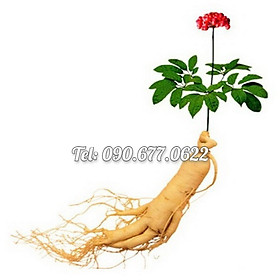 Mua Hạt giống nhân sâm Hàn Quốc – Bịch 10 hạt – Mã số 1303