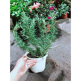 Mua Cây Hương Thảo