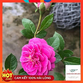 Mua Hoa hồng bụi tím Blue Boy Rose cây rất thường xuyên cho hoa mỗi đợt hoa tạo thành từng chùm