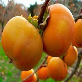 Mua Cây giống hồng giòn. Cây giống chuẩn F1 cho năng suất cao