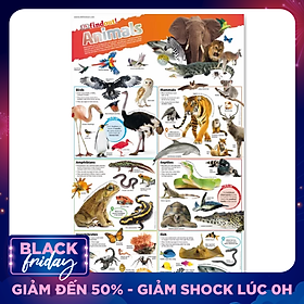 DKfindout! Animals Poster