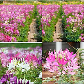 Hạt giống hoa Hồng Ri Túy Điệp Mix Cleome nhiều màu - 30hạt gói