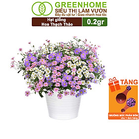 Mua Hạt Giống Hoa Thạch Thảo Greenhome  Gói 0.2gr  Dễ Trồng Quanh Năm  Tỷ Lệ Nảy Mầm Cao H14