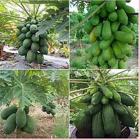 Mua Combo 10 gói Hạt giống đu đủ da xanh lùn siêu trái - Gói 10 hạt ( Tặng 2 gói kích thích hạt nảy mầm )