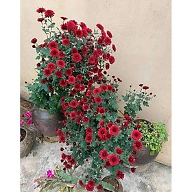 Hoa cúc cổ sơn la , bầu 1 cây cao 40-50cm hàng đẹp