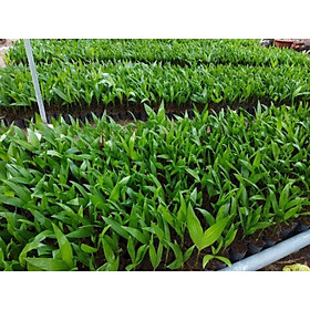 Mua 1 kg Hạt cau giống tròn (cau tứ quý)