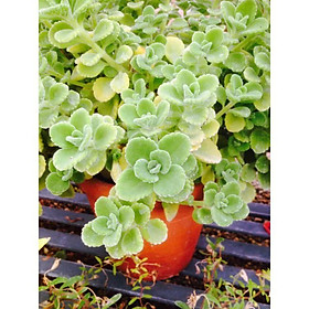 Chậu cây Nhất Mạt Hương - Sen Đá Lá Thơm mùi bạc hà - Plectranthus hadiensis var tomentosa