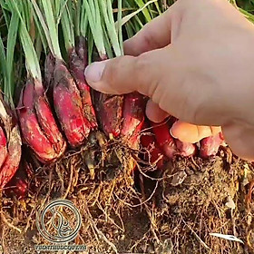 Mua Sâm Đại Hành Củ Loại 1 -sp4