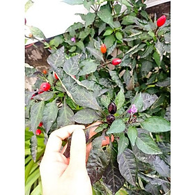 Cây  giống ớt chùm tím  - Ớt mỹ siêu cay