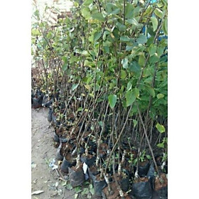 Mua Cây Giống Lê Vàng  Cao 1m