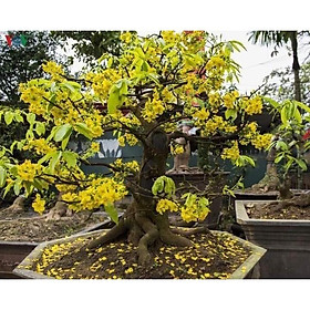 Mua Hoàng mai Huế | Cây giống hoàng Mai Huế cây thuần F1