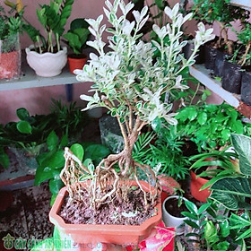 Cây Bonsai