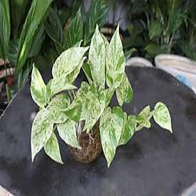 CHẬU CÂY TRẦU BÀ SỮA