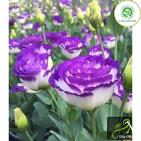 Cây Hoa Cát tường đang hoa và nụ