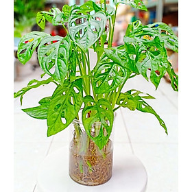 Trầu bà lá xẻ thủy sinh
