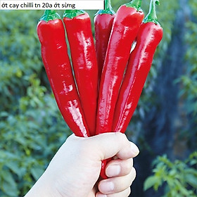 Hạt Giống Ớt Siêu Cay Trái Lớn, Ớt Chilli Nguyên Bao Bì Gói 1gram