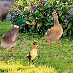 3 Pieces Duck Animal Statue Stakes Sign Garden Duck Decorations for Backyard