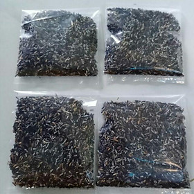 Mua Hạt giống cây đuôi chuột ( mạch lạc ) - gói 100 hạt-CĐC
