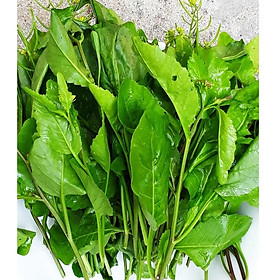 Hạt giống rau cải trời  - gói 100 hạt-CCh