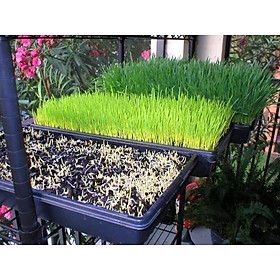 Hạt giống cỏ tươi cho chó, mèo, thú cưng gói 50g - Cỏ Mèo - Cỏ lúa mì (Cat Grass) - Hạt giống cỏ tươi cho mèo