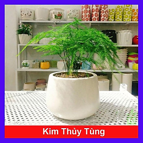 Mua Cây Thủy Tùng - Cây cảnh để bàn + tặng phân bón cho cây