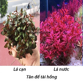 Cây thủy sinh Tân đế tài hồng 15-20 cây