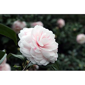 Mua COMBO 2 Bầu cây giống hoa bạch trà  hoa trà trắng cổ hàng cực hiếm  gửi đi nguyên bầu