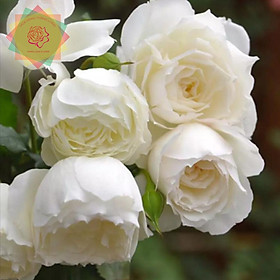 Mua Cây hoa hồng ngoại Shizuku Nhật trắng tinh khôi (bụi) - Hoa hồng Thăng Long Flower