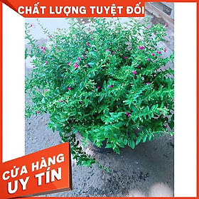 Bụi hoa cẩm tú Nhiều Người Mua