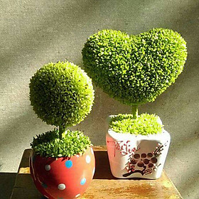 Mua Hạt giống Cỏ May Mắn - Cỏ làm cảnh VTP164